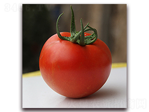 ����-�t�����ѷN��-��ʢԪ