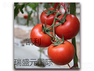 �P��-�t�����ѷN��-��ʢԪ