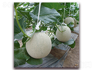 �t�ۃ�-��ϷN��-��ʢԪ