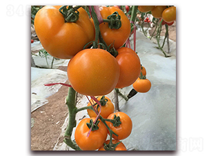 ̩��(gu��)��ɏ-���ѷN��-��ʢԪ