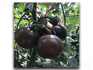 �ϷǺ��@-���ѷN��-��ʢԪ