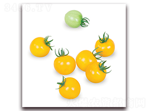 �S���˅���-���ѷN��-��ʢԪ