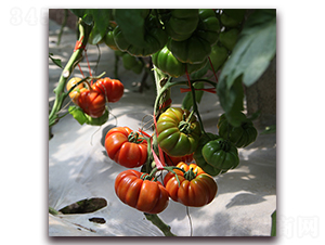 ������-���ѷN��-��ʢԪ