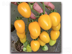 �S��ؐ-���ѷN��-��ʢԪ