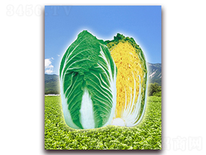 ��ʢ-��ײ˷N��-���r(n��ng)���v