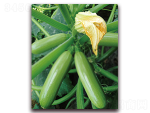 ����˹-�����J�N��-���r(n��ng)���v