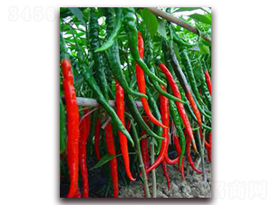 ���Qһ̖(h��o)-�����N��-���r(n��ng)���v