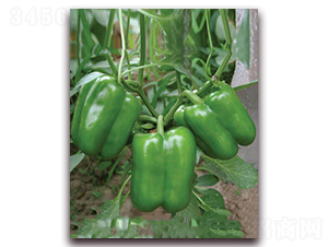 �G��һ̖(h��o)-�𽷷N��-���r(n��ng)���v