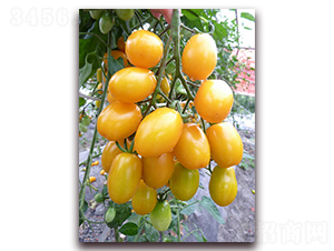 ������̖(h��o)F1-�SɫС���ѷN��-���r(n��ng)���v