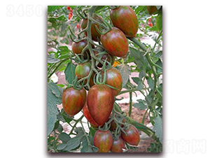 �ڌ�F1-��ɫС���ѷN��-���r(n��ng)���v