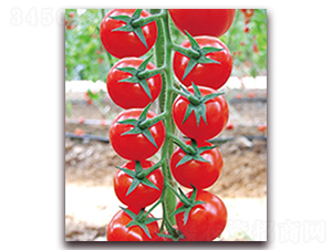 ����F1-����С���ѷN��-���r(n��ng)���v