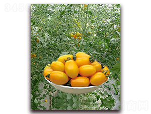 ����һ̖(h��o)F1-�SɫС���ѷN��-���r(n��ng)���v