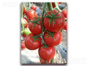 ��������F1-�t�����ѷN��-���r(n��ng)���v