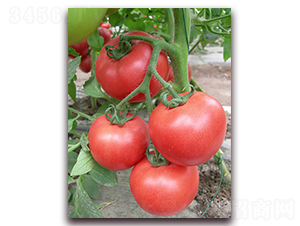 �ɷ�F1-����۹����ѷN��-���r(n��ng)���v