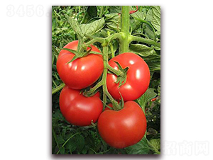 ����X1F1-�����x�۹����ѷN��-���r(n��ng)���v