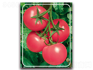 ����F1-�p���۹����ѷN��-���r(n��ng)���v