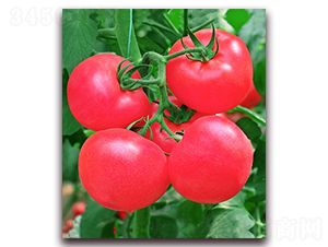 �W��302F1-�����۹����ѷN��-���r(n��ng)���v