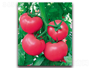 ���r(n��ng)һ̖(h��o)F1-���쿹���۹����ѷN��-���r(n��ng)���v