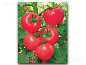 �W��301F1-��Ӳ�ȷ۹����ѷN��-���r(n��ng)���v