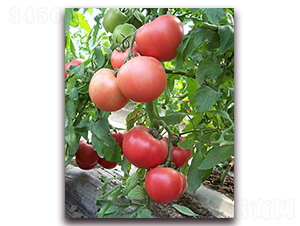 ���m����һ̖(h��o)F1-����۹����ѷN��-���r(n��ng)���v