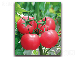 ���m������̖(h��o)-�O����۹����ѷN��-���r(n��ng)���v