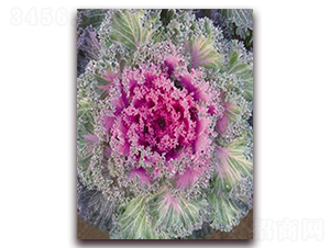 ���¸��{(l��n)-���{(l��n)�N��-�ꂥ�N�I(y��)