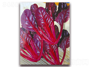 �t�~���-��˷N��-�ꂥ�N�I(y��)