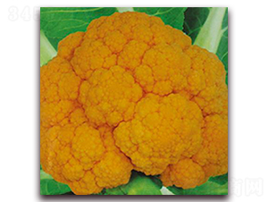 �S���˷N��-�ꂥ�N�I(y��)