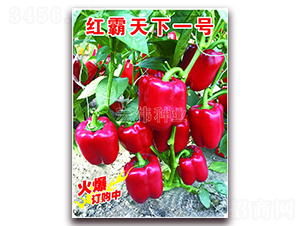 �t������һ̖(h��o)-�����N��-�ꂥ�N�I(y��)