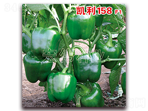 �P��158F1-�����N��-�ꂥ�N�I(y��)