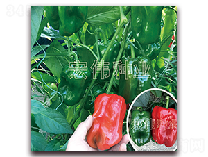 �����KƤ��666-�����N��-�ꂥ�N�I(y��)