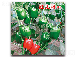 �t̫�-�����N��-�ꂥ�N�I(y��)