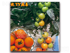 ���һ̖(h��o)-�������t���N��-�ꂥ�N�I(y��)