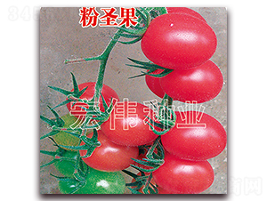 ��ʥ��-�������t���N��-�ꂥ�N�I(y��)