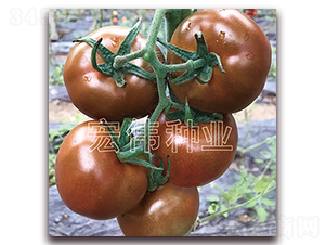 �������̖(h��o)-�������t���N��-�ꂥ�N�I(y��)