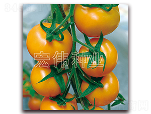 �S�A-�������t���N��-�ꂥ�N�I(y��)