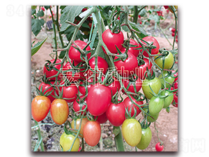 �ی�ؐ-�������t���N��-�ꂥ�N�I(y��)