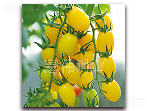 �S���-�������t���N��-�ꂥ�N�I(y��)