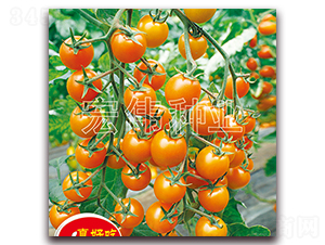 �S����-�������t���N��-�ꂥ�N�I(y��)