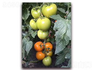 ������-���t���N��-���R�߿�