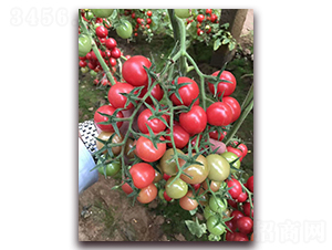 ������-�������t���N��-���R�߿�