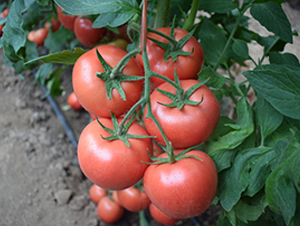 �϶��̖(h��o)-�۹����t���N��-���R�߿�