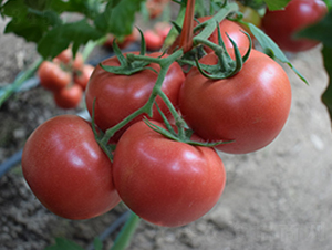 ���R��̖-�۹����t���N��-���R�߿�