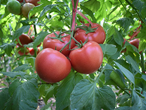 �϶���̖(h��o)-�۹����t���N��-���R�߿�