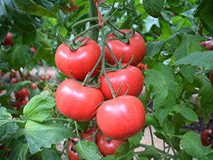 ���R��̖-�۹����t���N��-���R�߿�