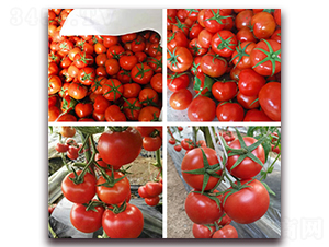 �Ƽtһ̖-�t�����t���N��-���R�߿�