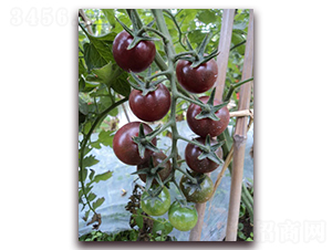 �P��-���ҷ��ѷN��-���f(w��n)��