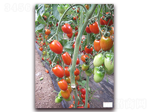 �t��-�tɫ���ҷ��ѷN��-���f(w��n)��