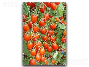 �t�Ќ�-�tɫ���ҷ��ѷN��-���f(w��n)��