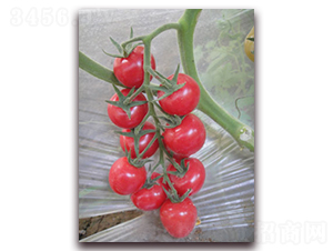 �찲��-��ɫ���ҷ��ѷN��-���f(w��n)��